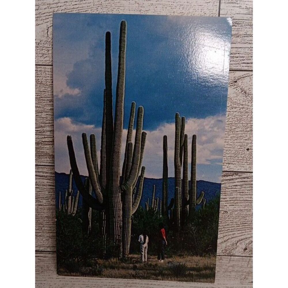 Vintage Postcard Saguaro National Monument Tucson Arizona‎ Large Cacti Ephemera